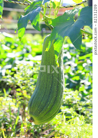 Big loofah fruit 82131209