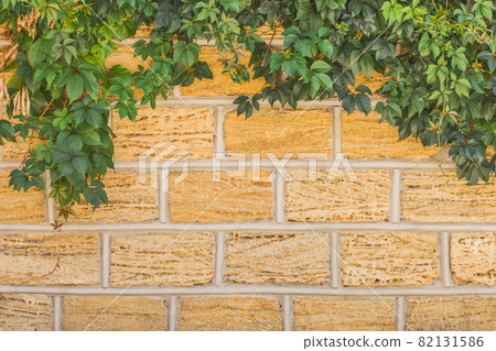 Shell sand and clay brick wall texture background decorated green leaves Shell sand and clay brick wall texture background decorated green leaves 82131586