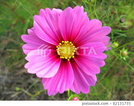 Cosmos Cosmos 82131735