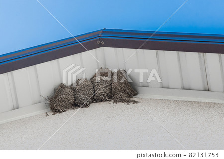 Bird's nest swallows under the roof of the house against the blue sky 82131753
