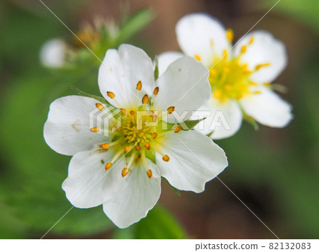 Fragaria nipponica blooming in front of Ozenuma's hut Fragaria nipponica blooming in front of Ozenuma's hut 82132083