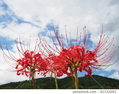 Cluster amaryllis 82132091