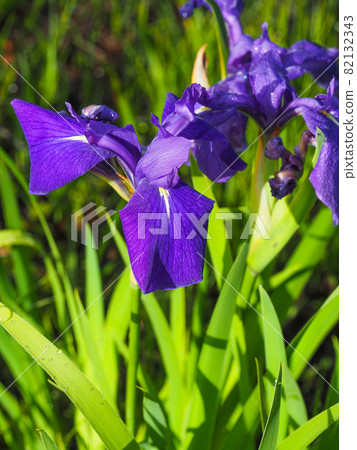 Japanese iris blooming in Ozegahara 82132343