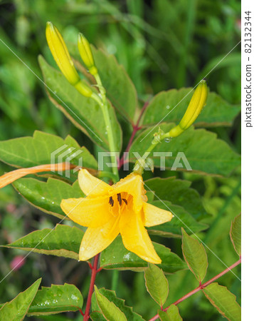 Nikko Kisuge blooming in Ozegahara 82132344