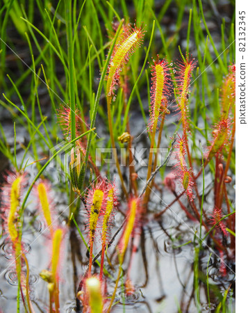 Sundew native to Ozegahara 82132345