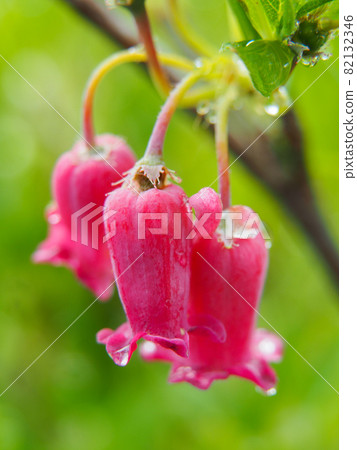 Gakuurajiroyouraku blooming in Ozegahara 82132346