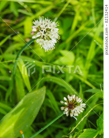 Allium ochotense blooming in Ozegahara 82132414