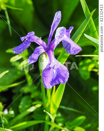 尾瀨原盛開的菖蒲 尾瀨原盛開的菖蒲 82132415