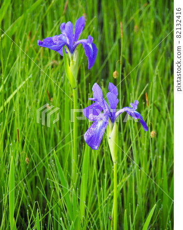 Japanese iris blooming in Ozegahara 82132416