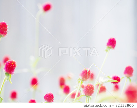 Scenery where Globe amaranth blooms 82132900