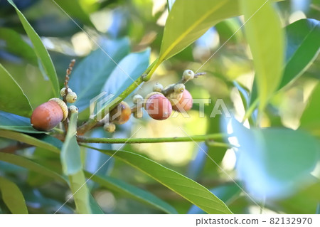 Lithocarpus edulis that bears fruit Lithocarpus edulis that bears fruit 82132970