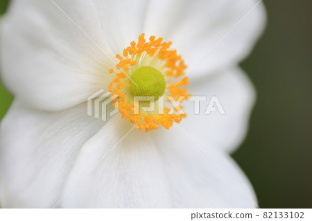 白淑菊 白淑菊 82133102