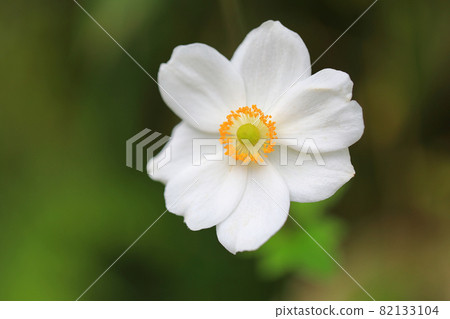 White Shumeigiku 82133104