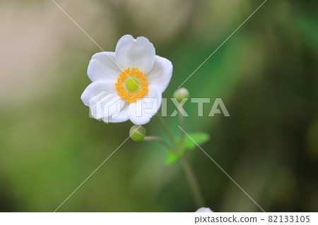 白淑菊 白淑菊 82133105