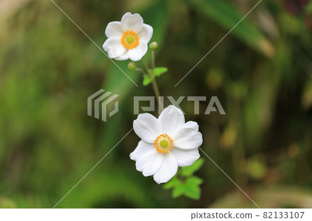 白淑菊 白淑菊 82133107