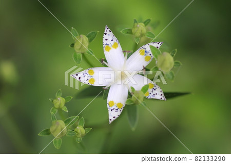 Swertia bimaculata (5 petals) Swertia bimaculata (5 petals) 82133290