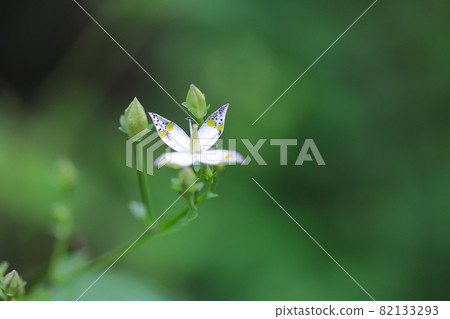 Swertia bimaculata (4 petals) Swertia bimaculata (4 petals) 82133293