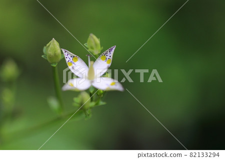 Swertia bimaculata (4 petals) Swertia bimaculata (4 petals) 82133294
