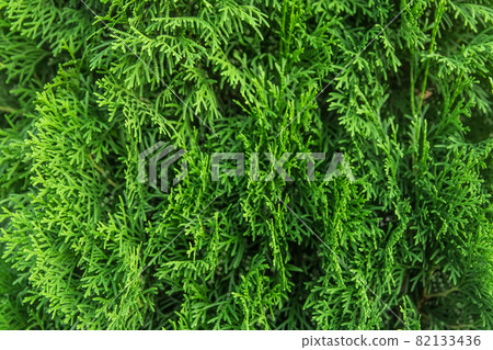 Green branches of the thuja tree natural background Green branches of the thuja tree natural background 82133436