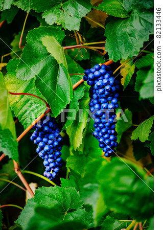 Bunches of black grapes hang on a shrub with green foliage. Natural product for the manufacture of 82133446