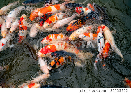 Nishikigoi eating food in the pond Nishikigoi eating food in the pond 82133502