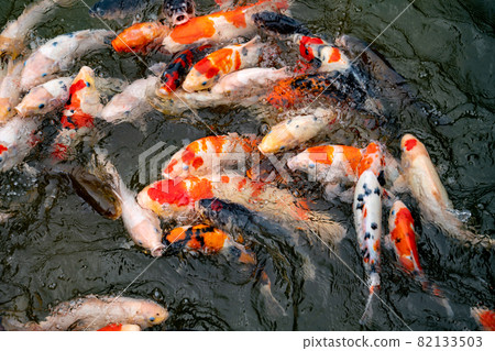 Nishikigoi eating food in the pond Nishikigoi eating food in the pond 82133503