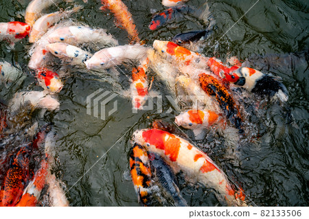 Nishikigoi eating food in the pond Nishikigoi eating food in the pond 82133506