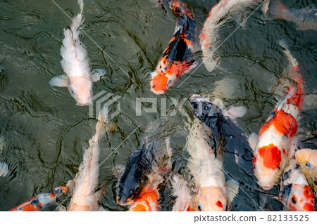 Nishikigoi eating food in the pond Nishikigoi eating food in the pond 82133525