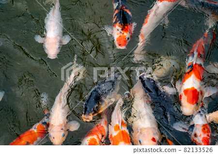 Nishikigoi eating food in the pond 82133526