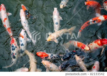 Nishikigoi eating food in the pond Nishikigoi eating food in the pond 82133542