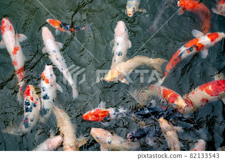 Nishikigoi eating food in the pond 82133543