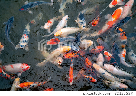 Nishikigoi eating food in the pond Nishikigoi eating food in the pond 82133557