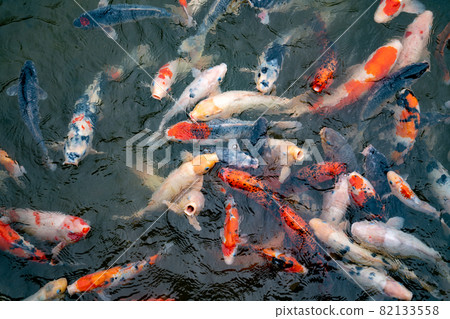 Nishikigoi 在池塘里吃食物 82133558