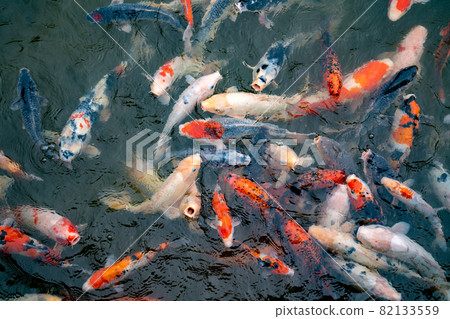 Nishikigoi 在池塘里吃食物 Nishikigoi 在池塘里吃食物 82133559