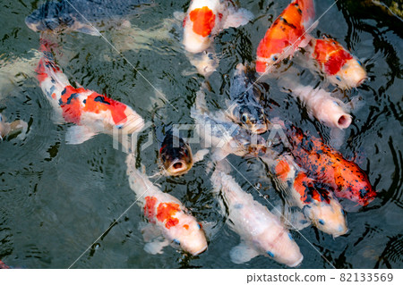 Nishikigoi eating food in the pond Nishikigoi eating food in the pond 82133569