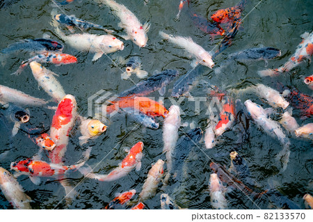 Nishikigoi eating food in the pond Nishikigoi eating food in the pond 82133570