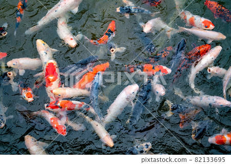 Nishikigoi eating food in the pond 82133695