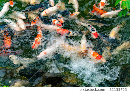 Nishikigoi eating food in the pond Nishikigoi eating food in the pond 82133723