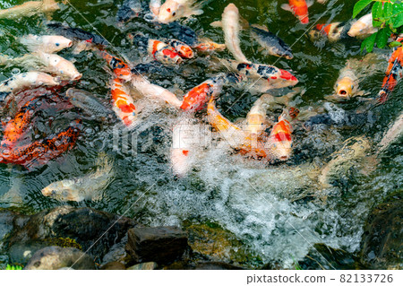 Nishikigoi 在池塘里吃食物 82133726