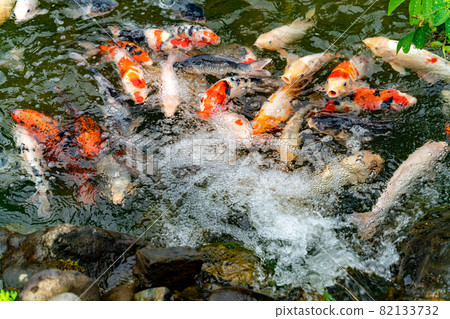 Nishikigoi eating food in the pond 82133732