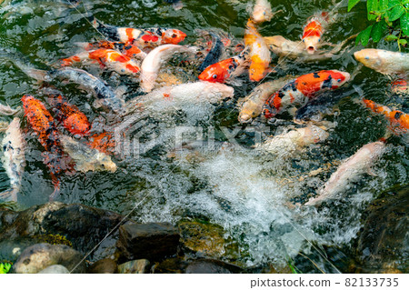 Nishikigoi eating food in the pond Nishikigoi eating food in the pond 82133735