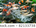 Nishikigoi eating food in the pond 82133738