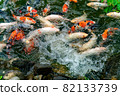 Nishikigoi eating food in the pond 82133739