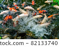 Nishikigoi eating food in the pond 82133740