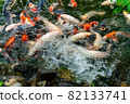 Nishikigoi eating food in the pond 82133741