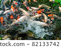 Nishikigoi eating food in the pond 82133742