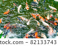 Nishikigoi eating food in the pond 82133743