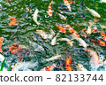 Nishikigoi eating food in the pond 82133744