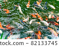 Nishikigoi eating food in the pond 82133745