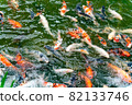 Nishikigoi eating food in the pond 82133746